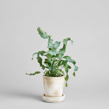 Load image into Gallery viewer, Bloomist - Tray for Basic Planter, White Patina