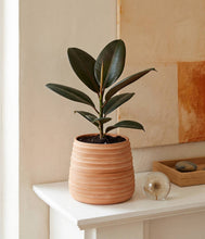 Load image into Gallery viewer, Bloomist - Ridge Terracotta Planter, Whitewash