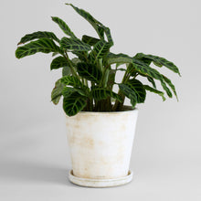 Load image into Gallery viewer, Bloomist - Basic Planter, White Patina