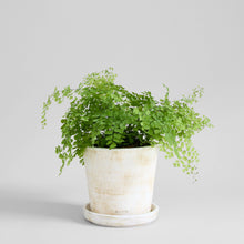 Load image into Gallery viewer, Bloomist - Basic Planter, White Patina
