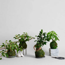Load image into Gallery viewer, Bloomist - Granite Stand