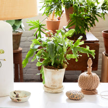 Load image into Gallery viewer, Bloomist - Tray for Basic Planter, White Patina