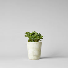 Load image into Gallery viewer, Bloomist - Basic Planter, White Patina