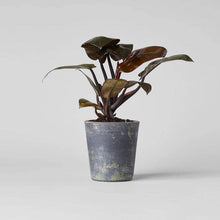 Load image into Gallery viewer, Bloomist - Hand-Thrown Terra Cotta Basic Planter, Grey Patina, 6 Sizes